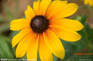 明玉草花苗木 优质礼品花卉的选择