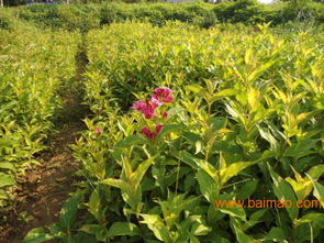 红王子锦带价格解析与山东青州国际花博会苗木基地推荐