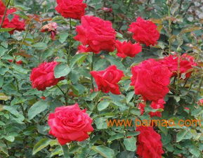 潍坊销量领先的丰花月季供应与销售指南