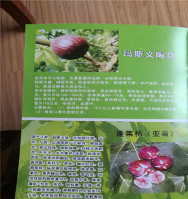 五年巴劳奈无花果苗 基地直供，今年头条礼品花卉销售新趋势