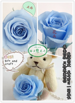 全球畅销，厂家直销——昆明郑继兰花卉优质保鲜花花材批发与零售